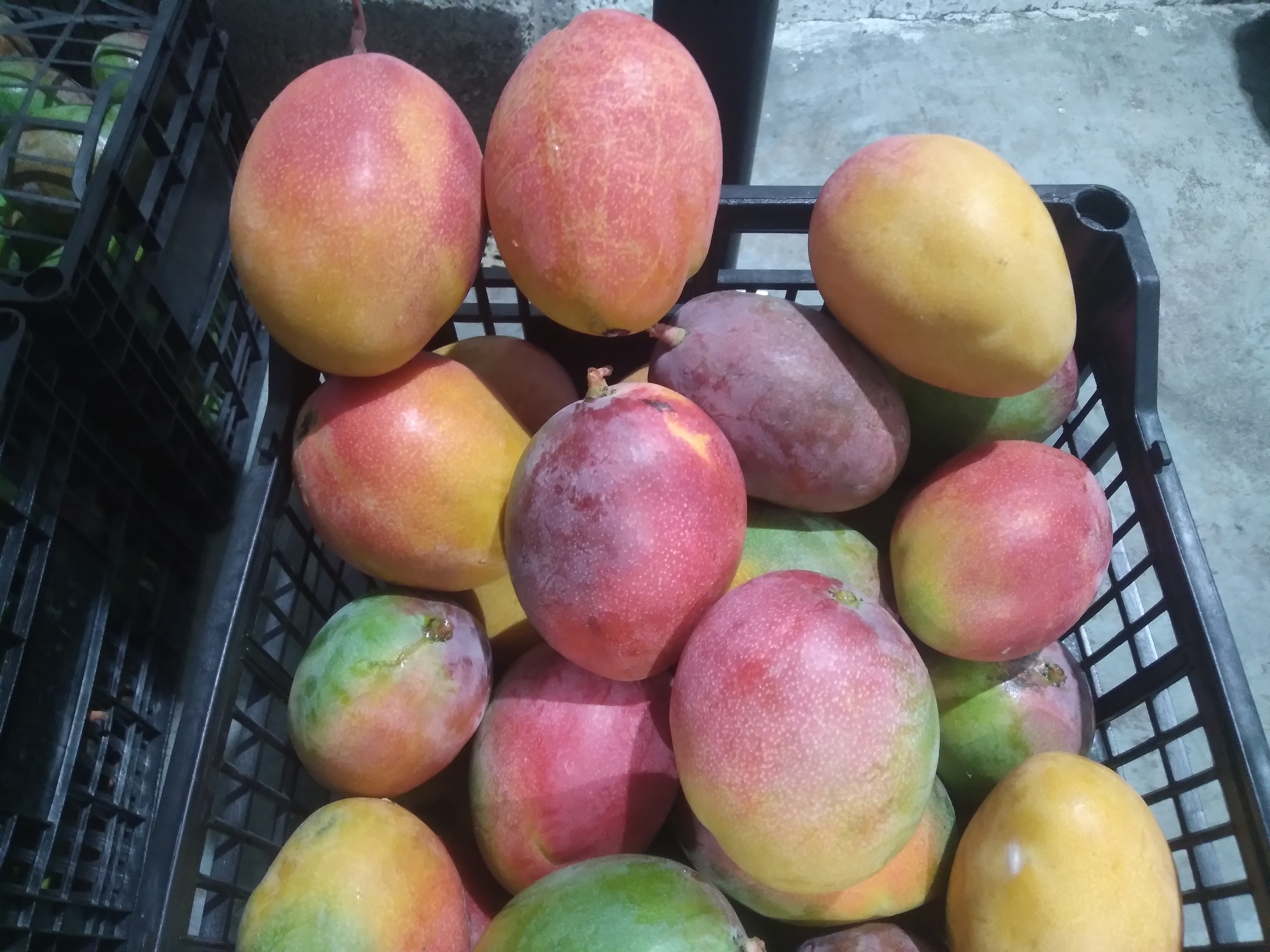 MANGO BOLA MADURO DEL ARBOL
