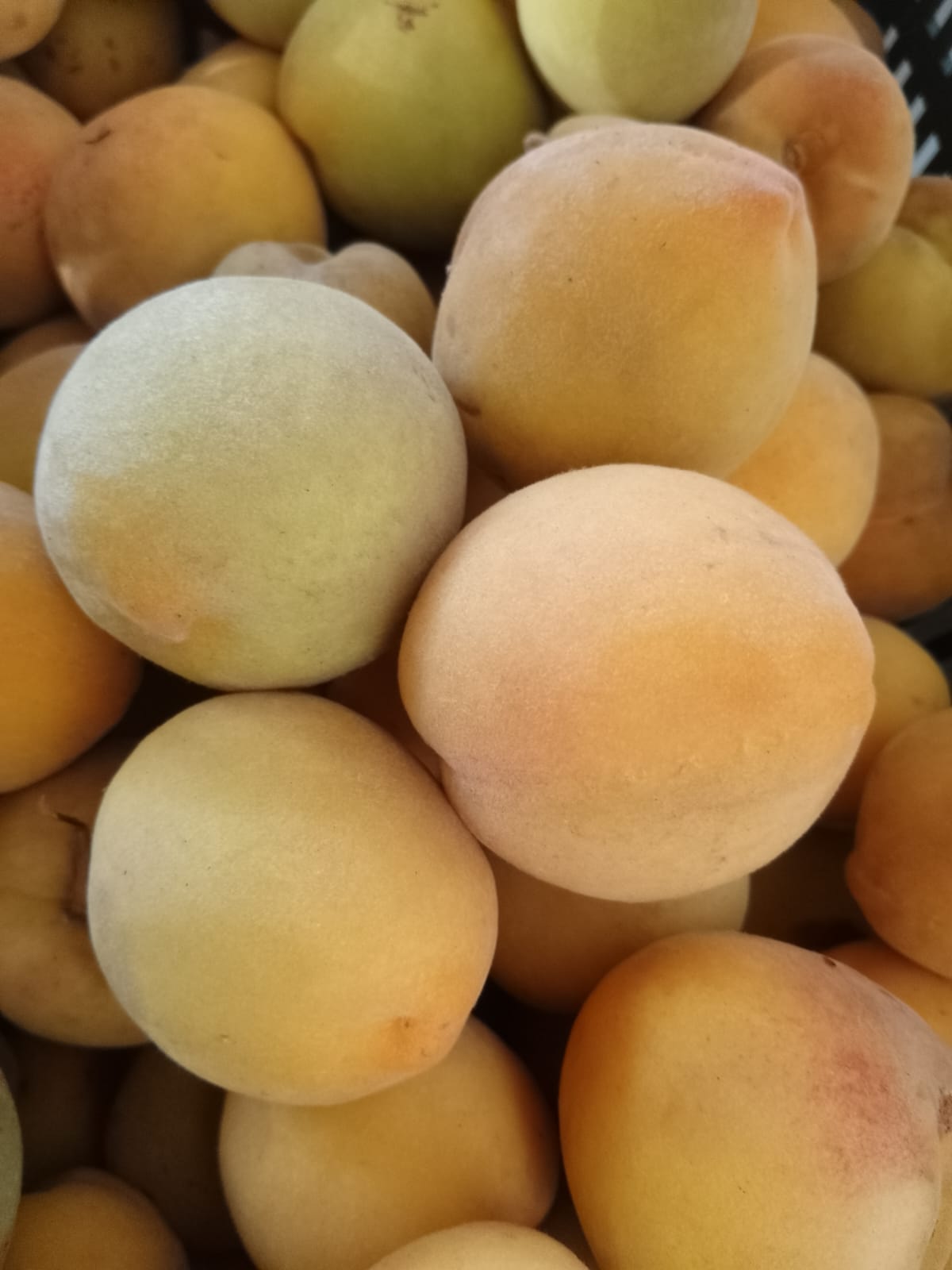 DURAZNO VARIEDAD DIAMANTE AGROECOLÓGICO
